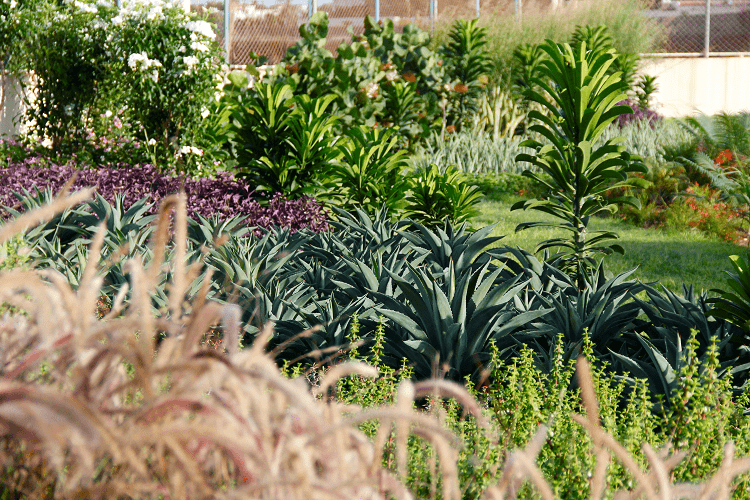 Jardin Dakar